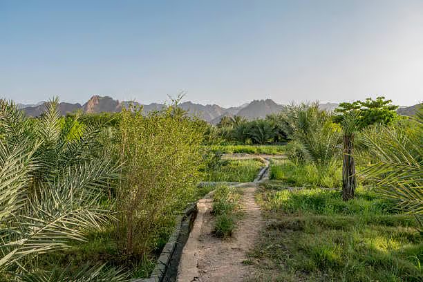 UAE Farmer Offers Key Tips for Winter Crop Cultivation